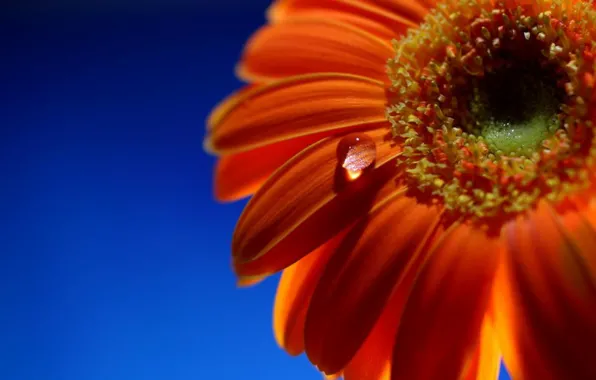 Close-up, drop, Gerbera
