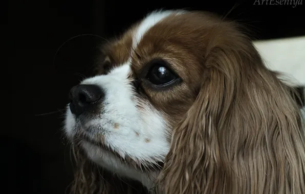 Eyes, nose, eared, dog, king Charles