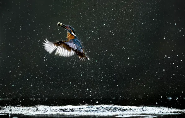Lake, kingfisher, water droplets