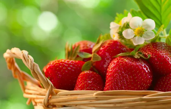 Flower, Strawberry, Berry, Vitamins