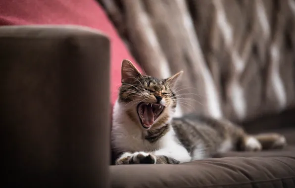 Cat, cat, look, pose, face