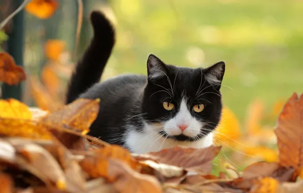 Picture autumn, cat, cat, look, leaves, background, black and white, foliage