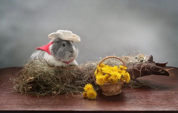 Picture trees, flowers, dandelion, Guinea pig, saloma