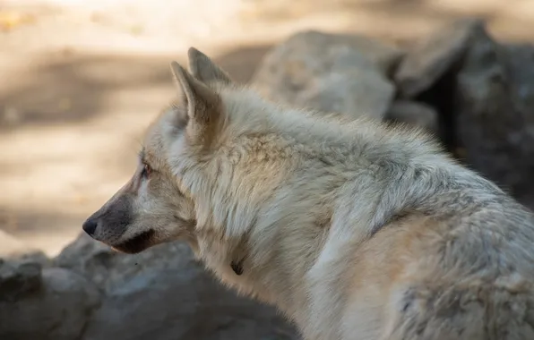 Nature, snow, predator, face, animal, wolf, wildlife, portrait