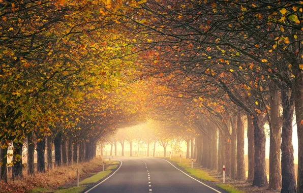 Picture road, autumn, trees, New Zealand