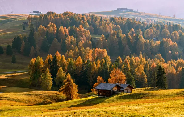 Field, autumn, forest, light, trees, mountains, nature, hills