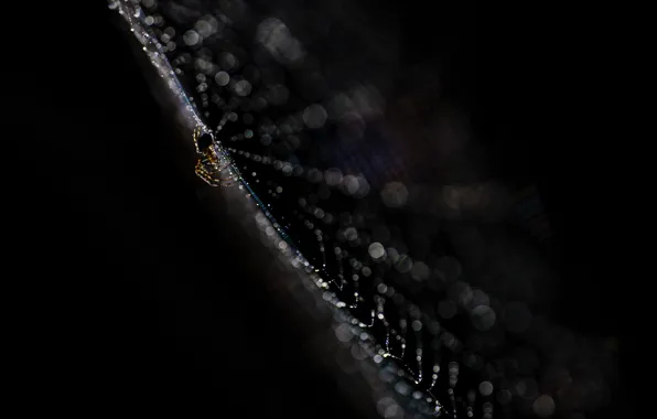 Background, web, spider