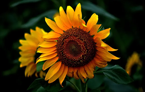 Close-up, sunflower, petals, the sun