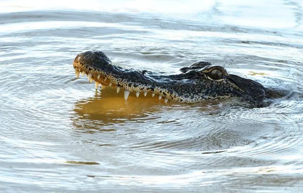 Predator, reptile, alligator, teeth