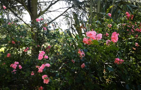 Flowers, The bushes, Plants, Roses, Flowers, Roses, Plants, Bushes