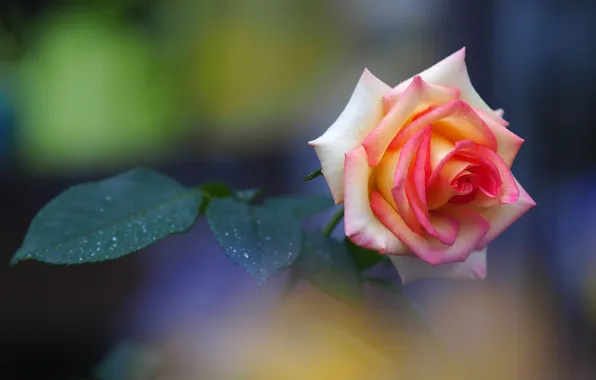 Picture rose, Bud, leaves