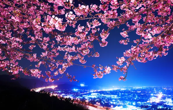 Picture Sakura, Japan, Night city, Shin Mimura, Highway, Cherry blossoms