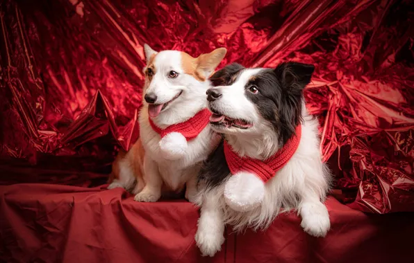Language, dogs, look, pose, Shine, matter, Christmas, pair