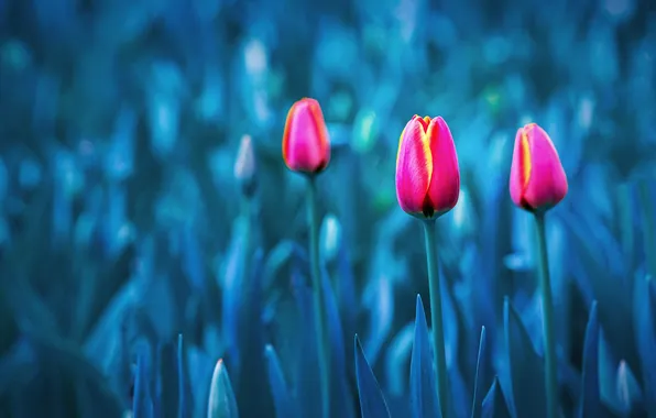 Flowers, spring, tulips, pink, buds, flowerbed, blue background, bokeh