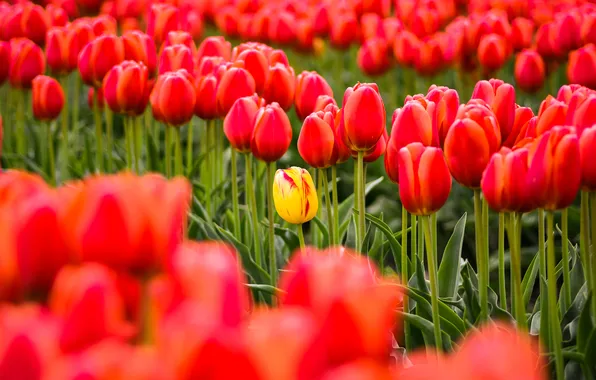 Flowers, yellow, bright, Tulip, spring, garden, tulips, red