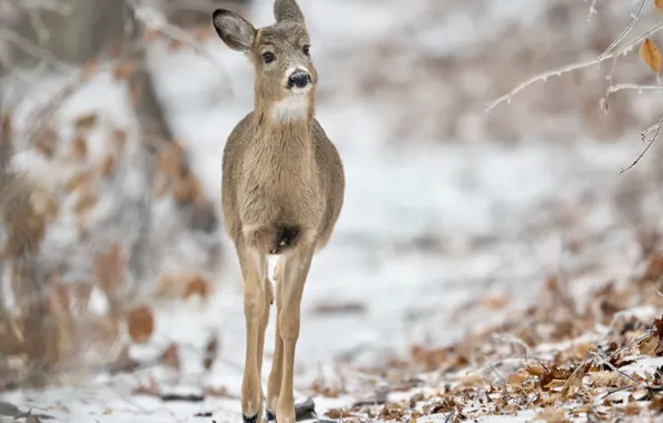 Picture winter, nature, White-tailed Deer