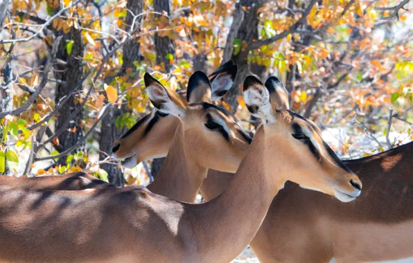 Autumn, light, branches, foliage, profile, trio, muzzle, antelope