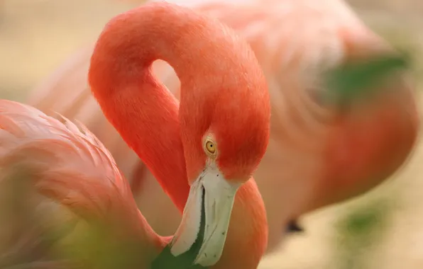 Pink, bird, beak, Flamingo