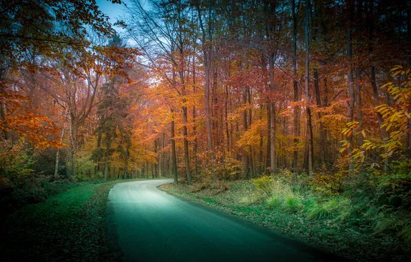 Picture road, autumn, forest, trees