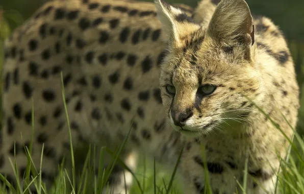 Grass, face, wild cat, Serval, © Ania Jones, Bush cat