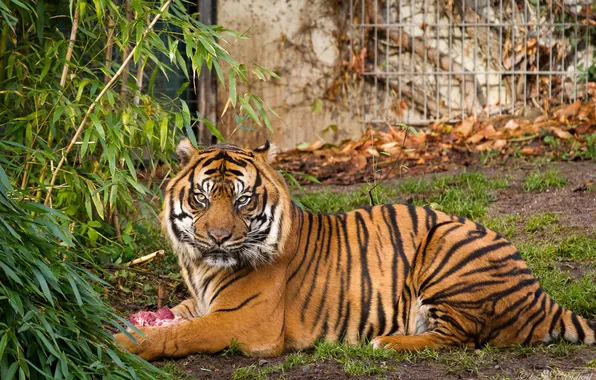 Picture cat, tiger, Bush, Sumatran