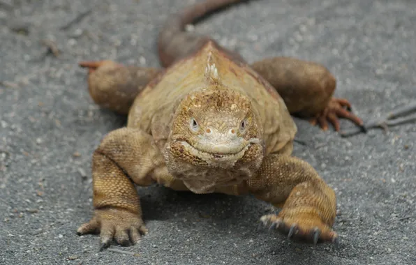 Picture smile, excavation iguana, the kommodo dragon