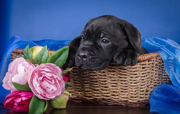 Picture flowers, basket, puppy, cane Corso