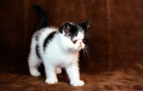 Cat, background, pers, muzzle, kitty, brown, extreme