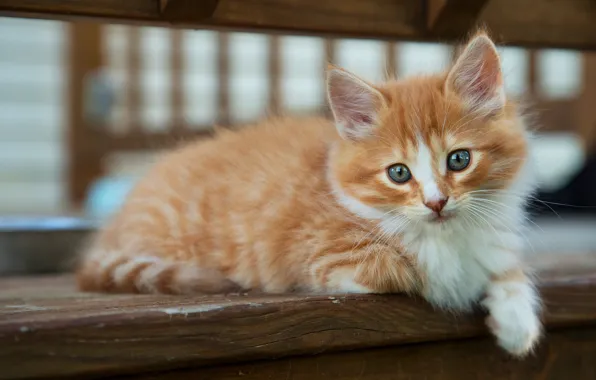 Cat, look, pose, kitty, background, paw, red, lies