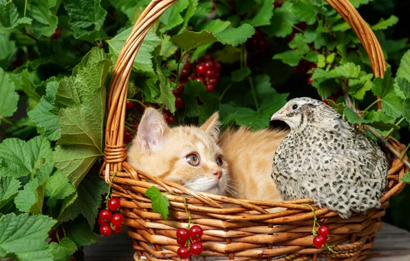 Cat, summer, look, leaves, berries, kitty, table, bird