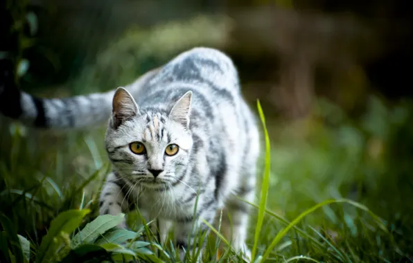 Grass, eyes, cat, nature, background, Wallpaper, muzzle