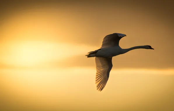 Picture the sun, sunset, bird, wings, Swan, flight
