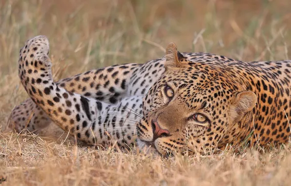 Look, paw, leopard