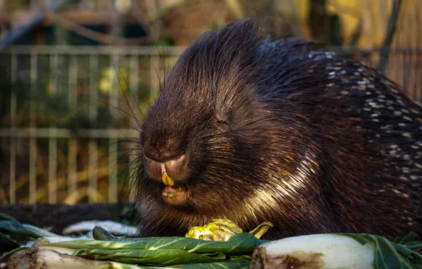 Face, light, the fence, portrait, teeth, vegetables, zoo, meal