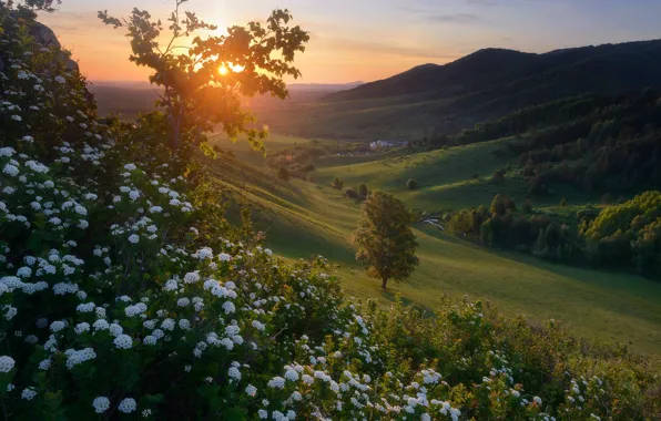 Landscape, flowers, mountains, nature, dawn, morning, slope, forest