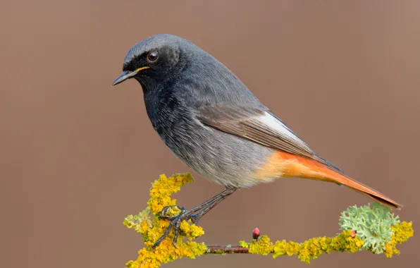 Branches, bird, bird, Redstart