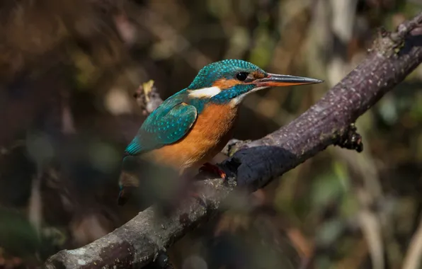 Picture light, trees, branches, bird, Kingfisher
