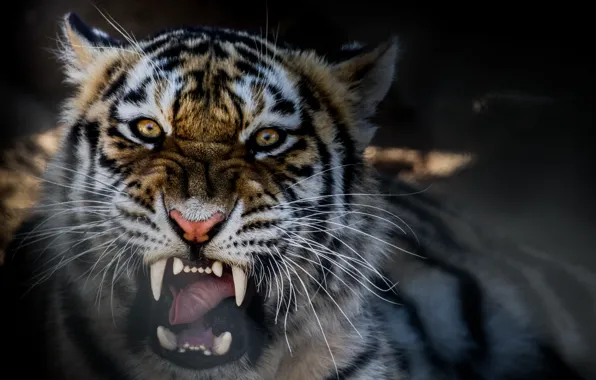 Tiger, beast, growl