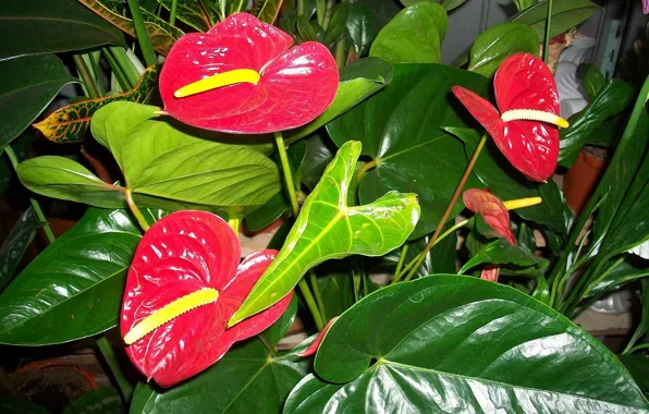 Picture red, Anthurium, Flower Flamingo