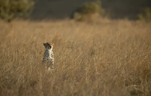 Picture grass, face, predator, Cheetah, wild cat, observation