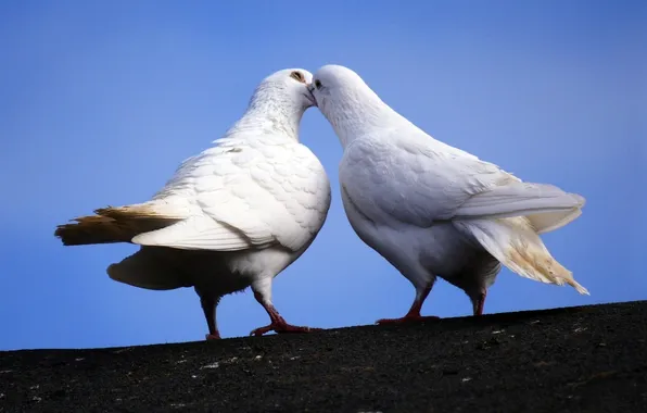 BACKGROUND, PAIR, The SKY, WHITE, BIRDS, PIGEONS