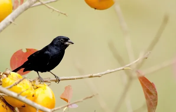 Picture leaves, trees, branches, yellow, bird, black, fruit
