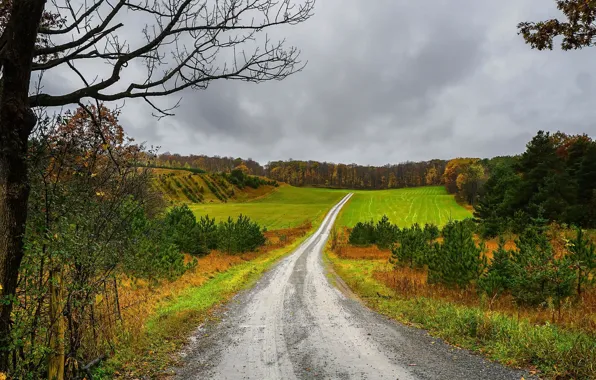Road, autumn, nature