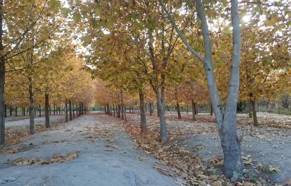 Iran, esfahan, isfahan, park nazhvan, Iran, Isfahan, Park nazhvan