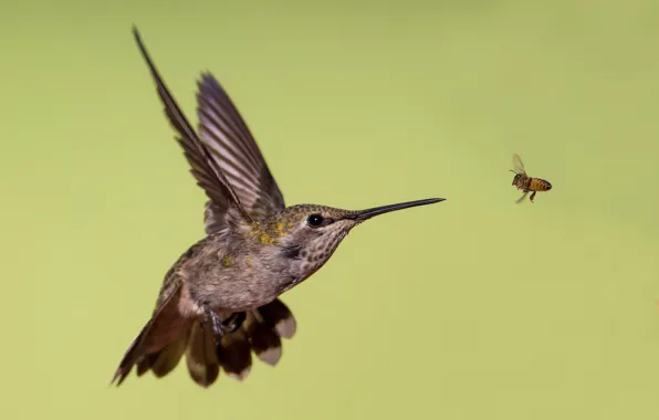 Picture bee, wings, beak, Hummingbird, Calypte Anna
