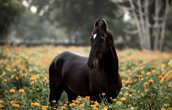 Field, look, face, flowers, nature, horse, black, horse