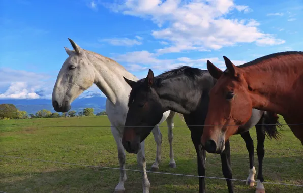The sky, horses, horse, trio, muzzle