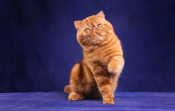 Cat, cat, look, face, pose, kitty, legs, red