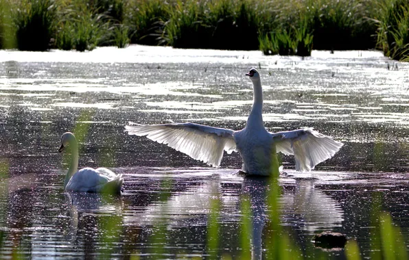 Water, light, birds, reflection, shore, pair, Swan, white