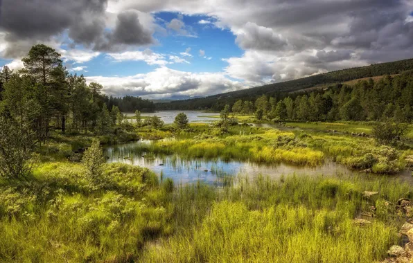 Forest, grass, clouds, mountains, shore, pond, overgrown